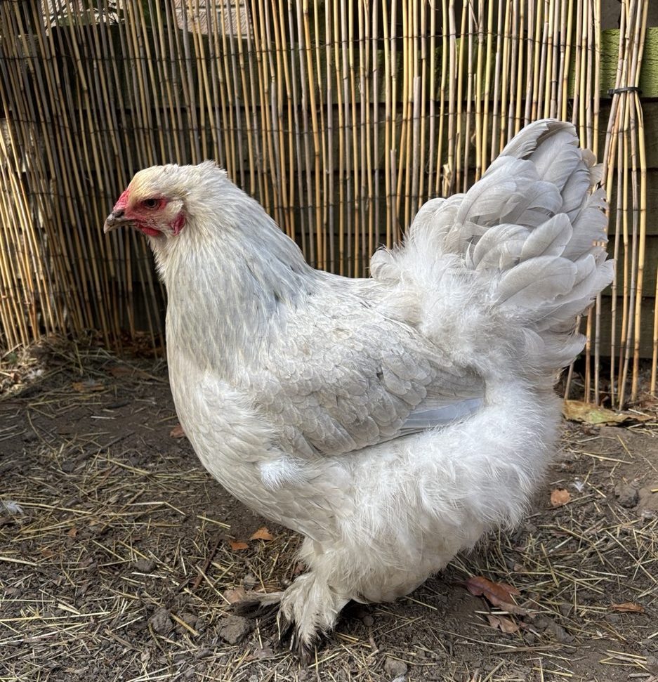 Beryl