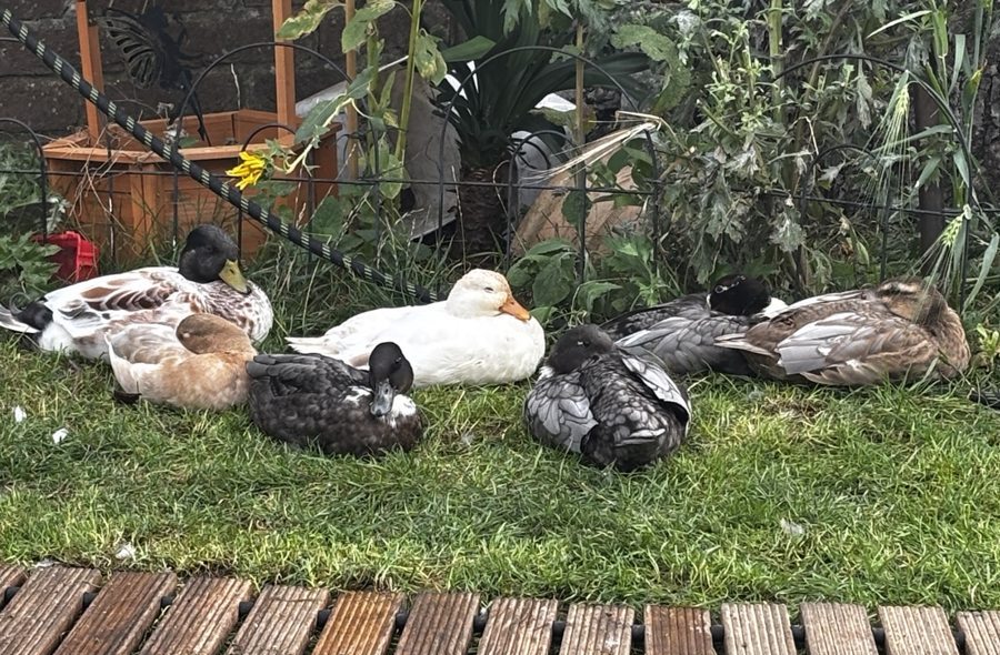 The call duck crew relaxing together on the grass