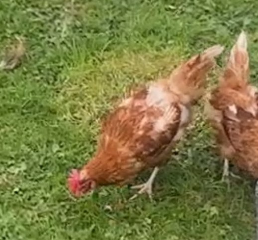 Petunia the chicken