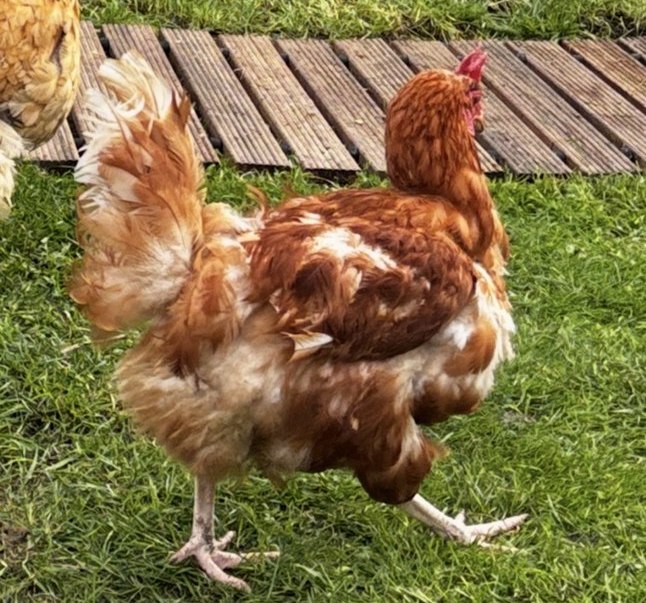 Pumpkin the chicken
